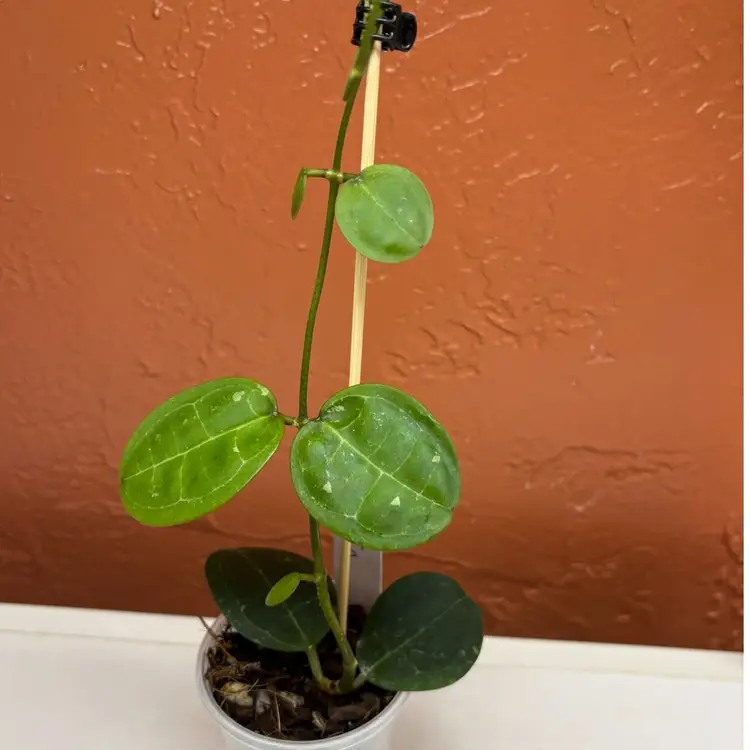 1032 Hoya elliptica (round leaf)