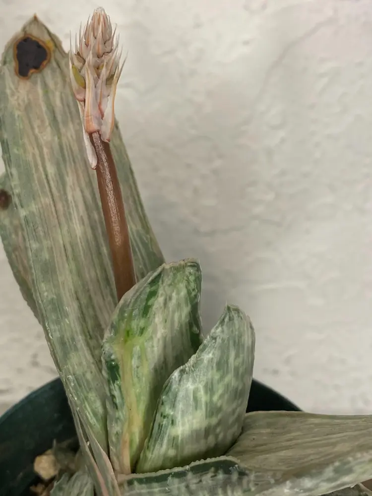 Gasteria "Sakura Fuji"