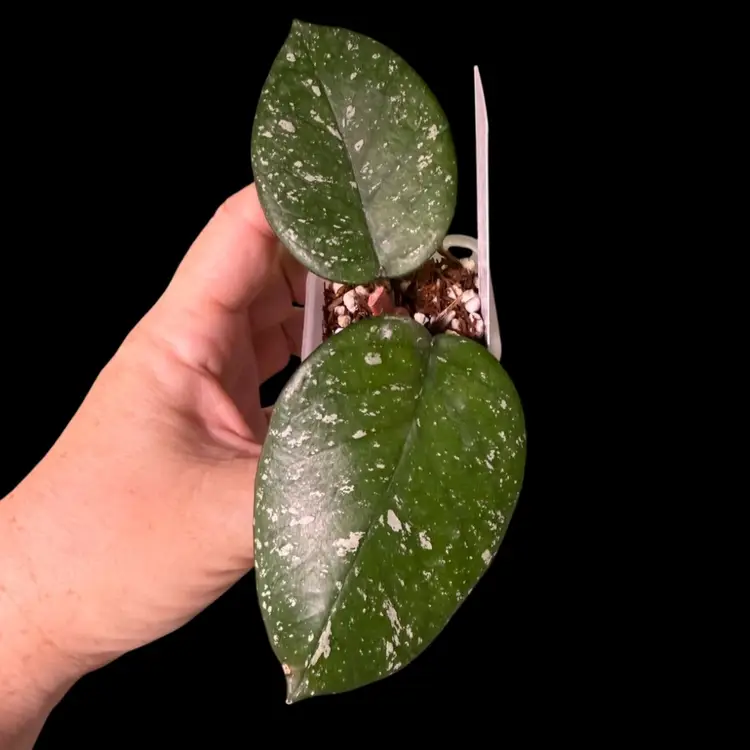 17-Hoya Bonnii Round Splash