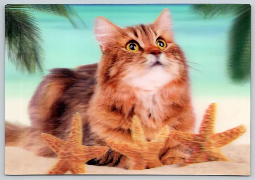 Postcard Cat on Beach with Starfish 3D Lenticular Felis catus - 11914