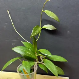 130 RHM 2557 erythrina x Jennifer x unk