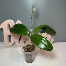 10 ‘Spring Rabbit’ DB2013-03 (Erythrina x Vittelinoides)