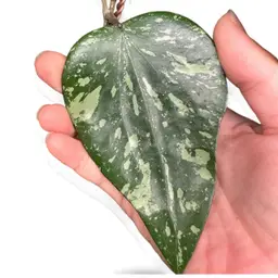 CUTTING SF004 (aff. glabra) from UPT