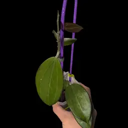 H. ‘Dianel’ EPC-749