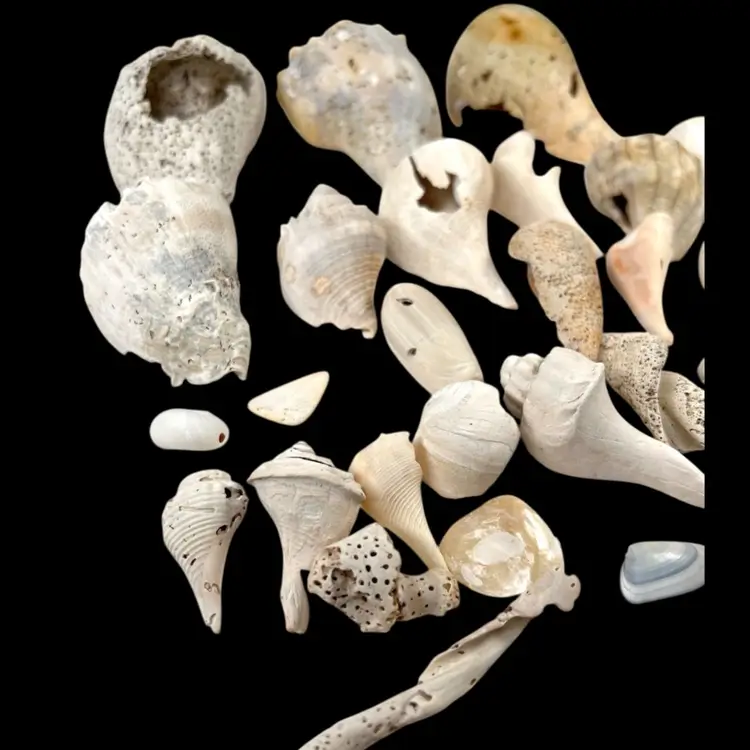 Lot of 29 Variety Of Florida Sea Shells 🐚 . Multiple Sizes & Types. Ethically Collected. Beautiful Coastal Nautical Marine Decor.