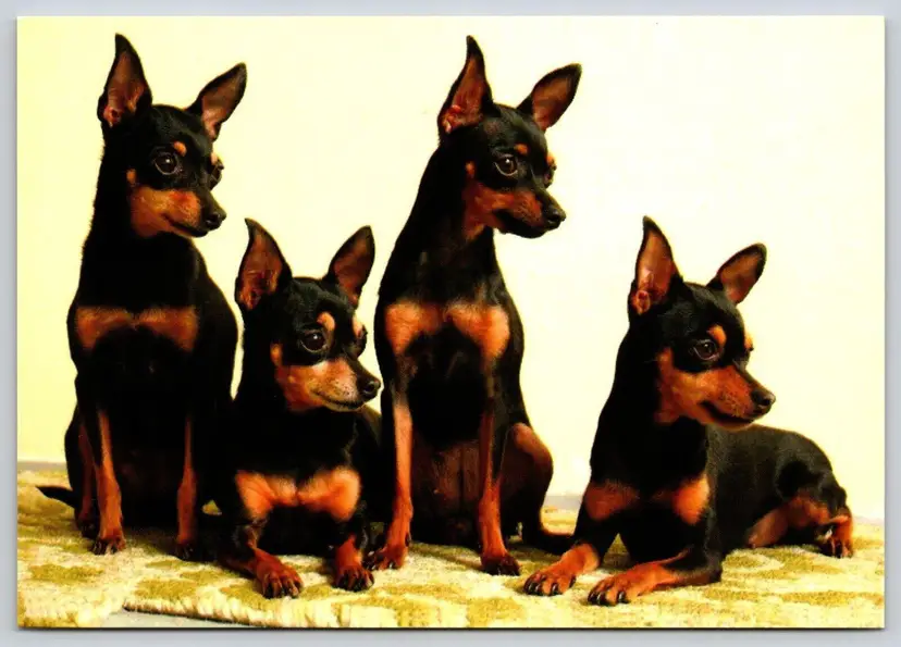 Postcard Prague Ratter Dog Breed Czech Republic Small Dog Canis lupus familiaris