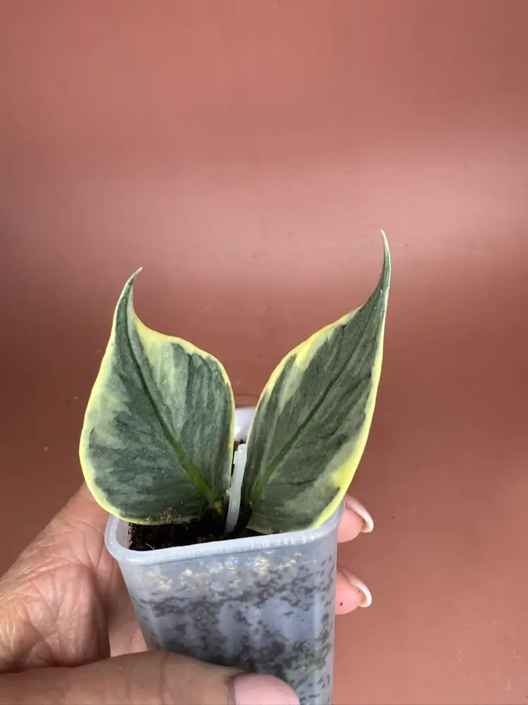Polyneura outer variegated
