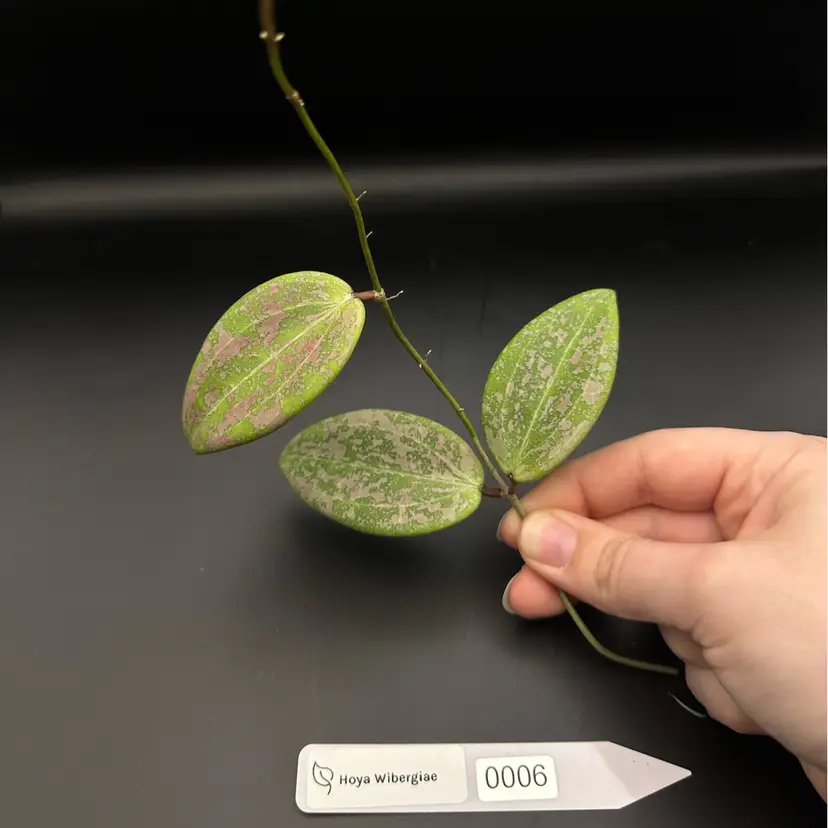 0006 Hoya Wibergiae cutting