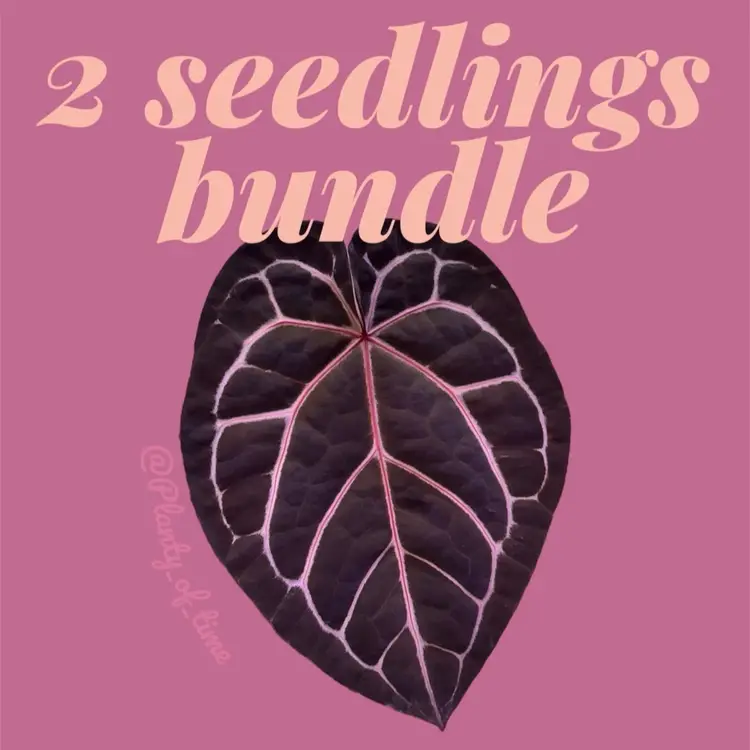 2 anthurium seedlings