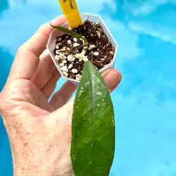 152 Hoya AH ‘Crystal’