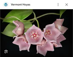 Hoya desvoeuxensis