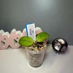 #01 - B18 NTT (from the Nusa Tenggara Timur region in Indonesia)