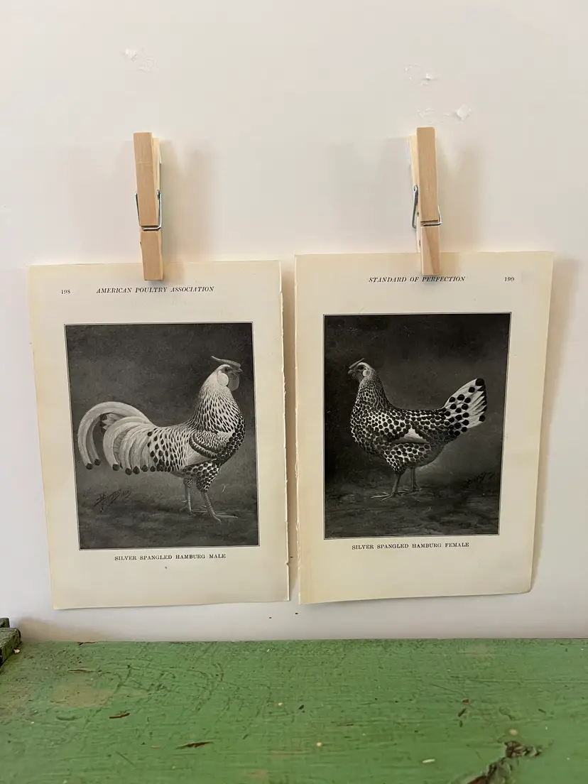 Vintage CHICKEN PRINTS Silver Spangled Hamburg Rooster & Hen. c1912. Farm House Ephemera