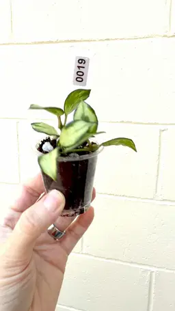 0019 Heuschkeliana Inner Variegated 2" Pot