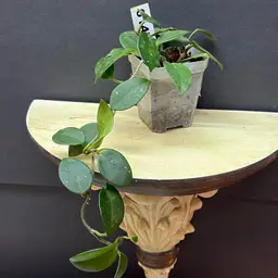 147 Rtd 0921 carnosa x unk