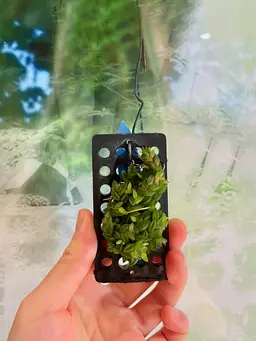 Dendrobium toressae mini orchid