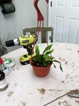 Staghorn fern in pot