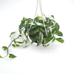 Epipremnum pinnatum albo variegata 6 inch hanging basket 825