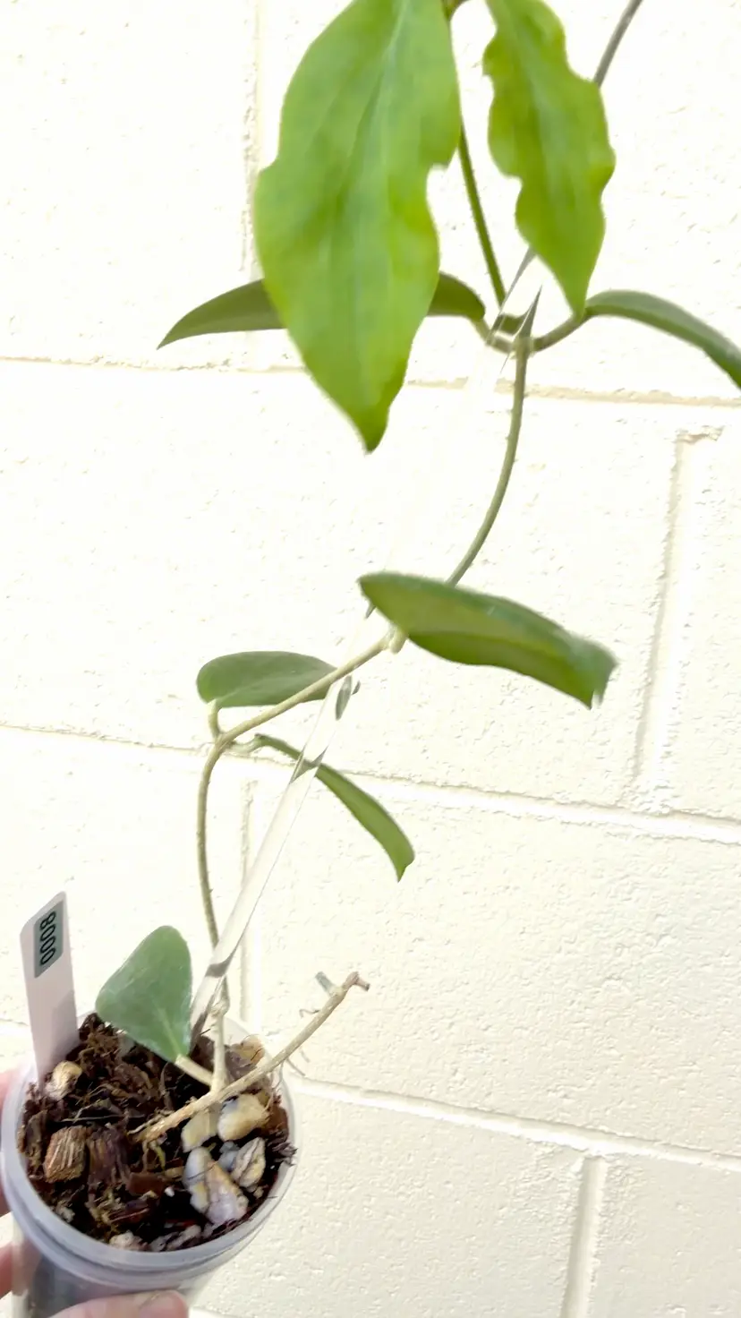 0008 Hoya sp Agusan del Norte (‘White Angel’)