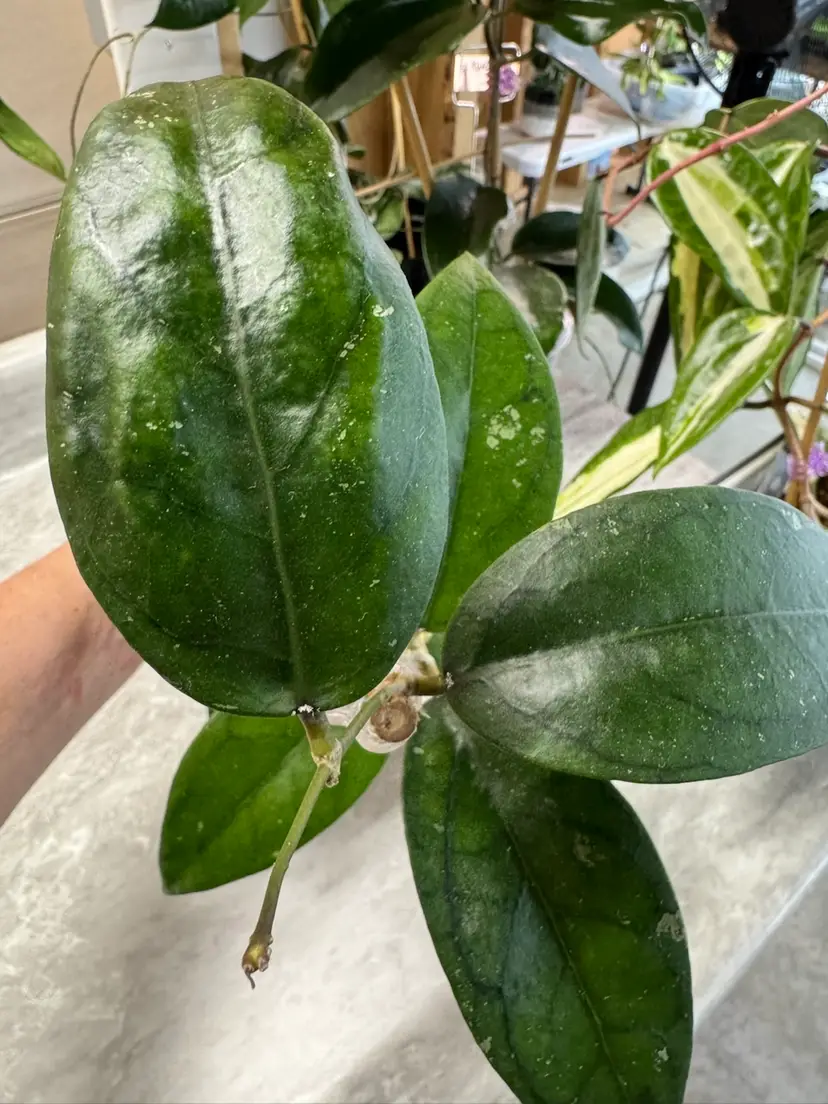 AH068 fresh cut top 1 node 1 leaf