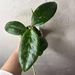 Hoya sp Sumbawa