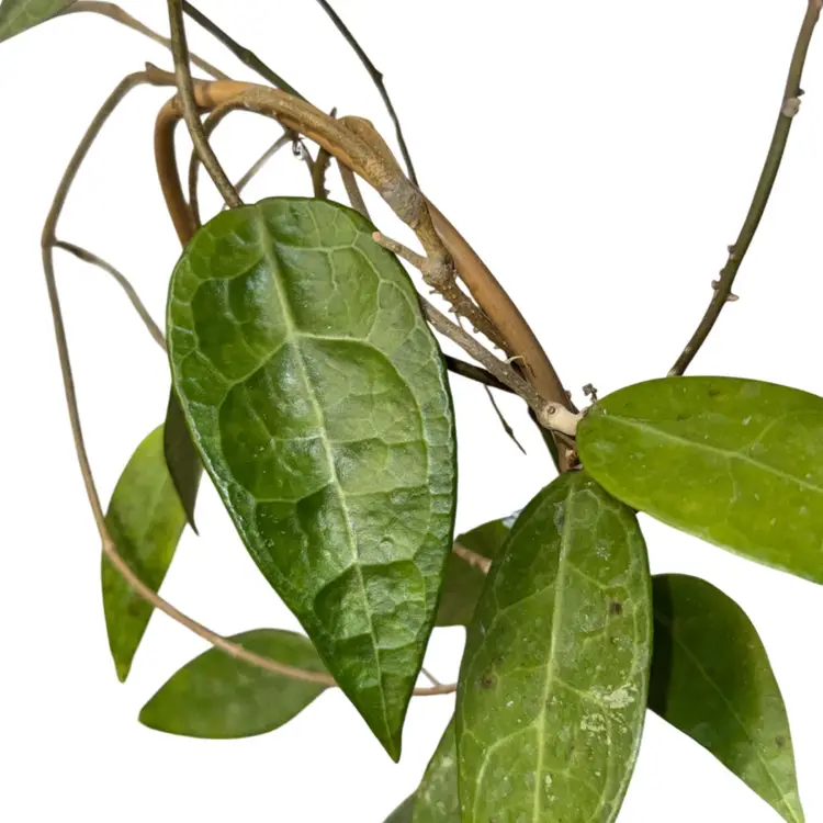 H. AH001 sp. Indonesia