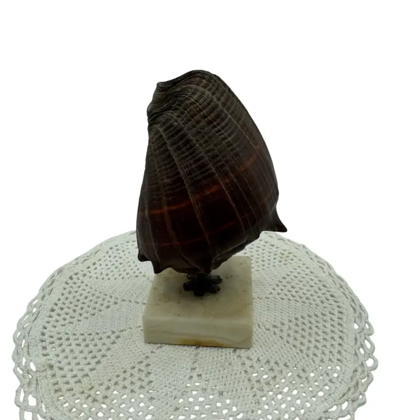 Vintage large, dark spiral seashell mounted on a marble base. Hawaii
