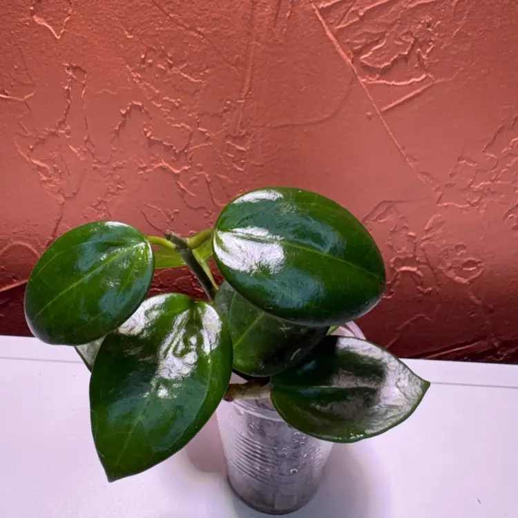 1077 Hoya ‘Swiffer’s Mood’