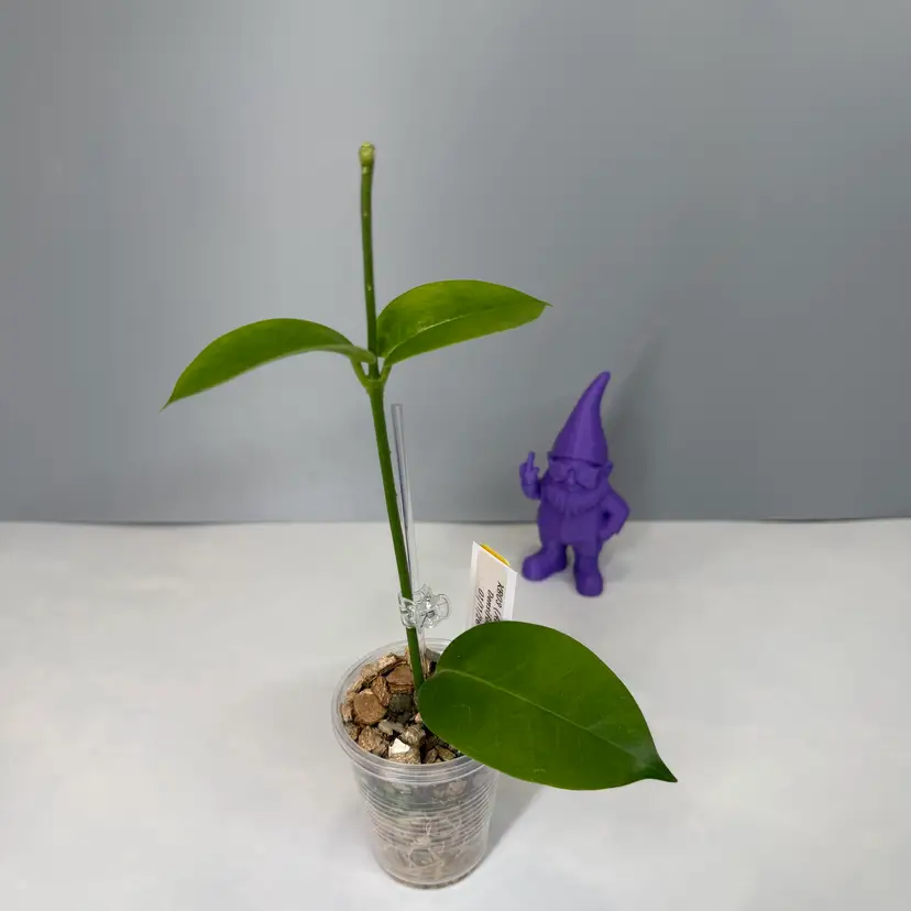 O18 KB03 (Australis x Densifolia)