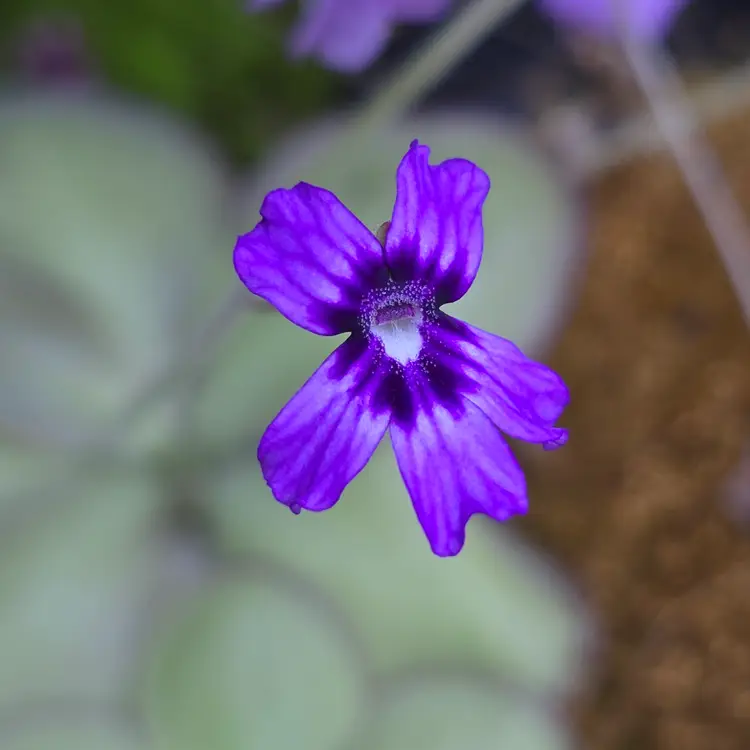 Pinguicula moranensis 'Libelulita'