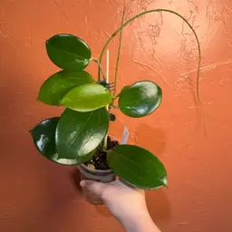 2036 Hoya ‘Idaho’ x unk