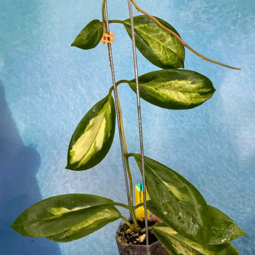 10 Hoya incrassata variegated