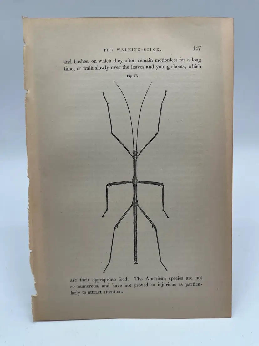 147 - Original Woodblock Print Book Page, 1862, Insects