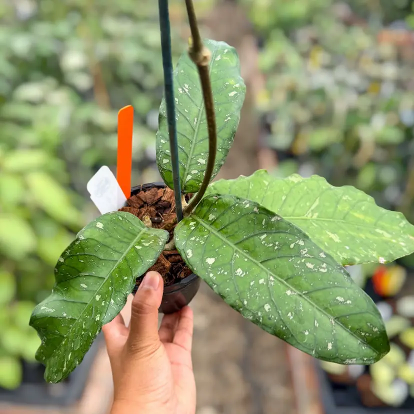 PS0451 - Hoya (NOID - B)