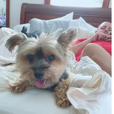 Carmine Sammartino Jr