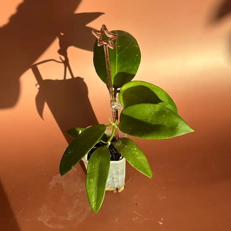 #3628 RHM2536-JLC5
 (Verticillata EPC145 Spoon Leaf x unk)