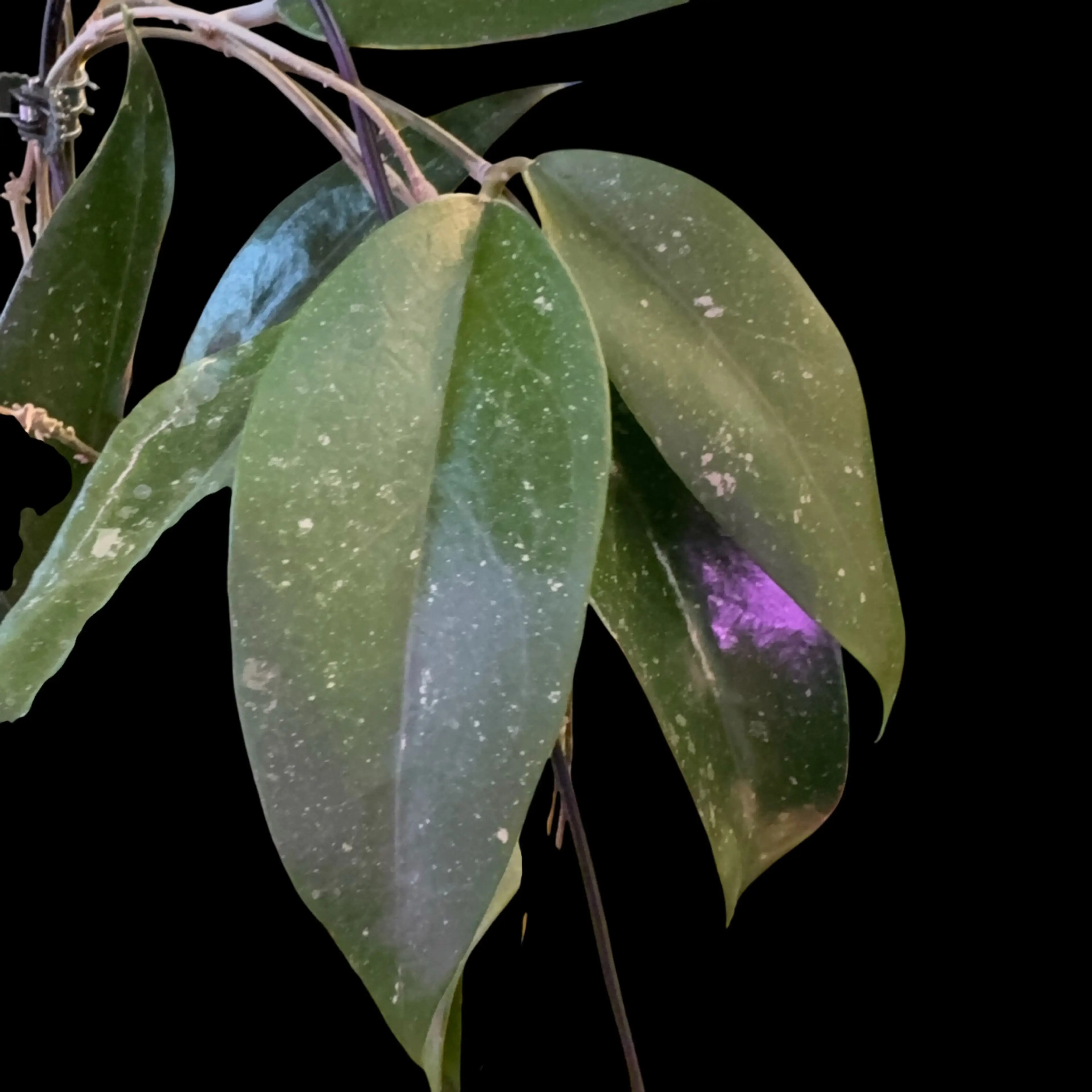 Image 2 of 2