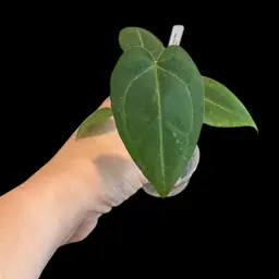 525 Anthurium SKG Grey x (Ree pap x Rio clarense wild hybrid)