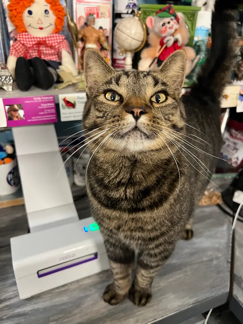 Livestream thumbnail