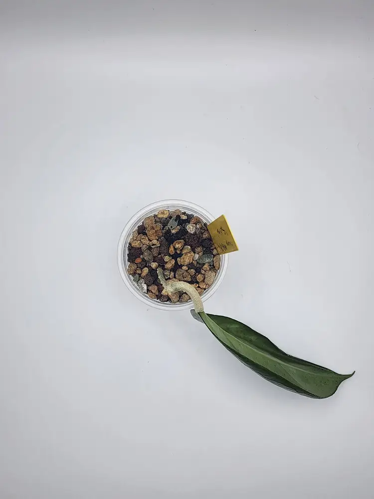 Hoya MB1280 'Surisa' (Yellow)