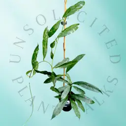 PS0760 - Hoya griffithii (splash)