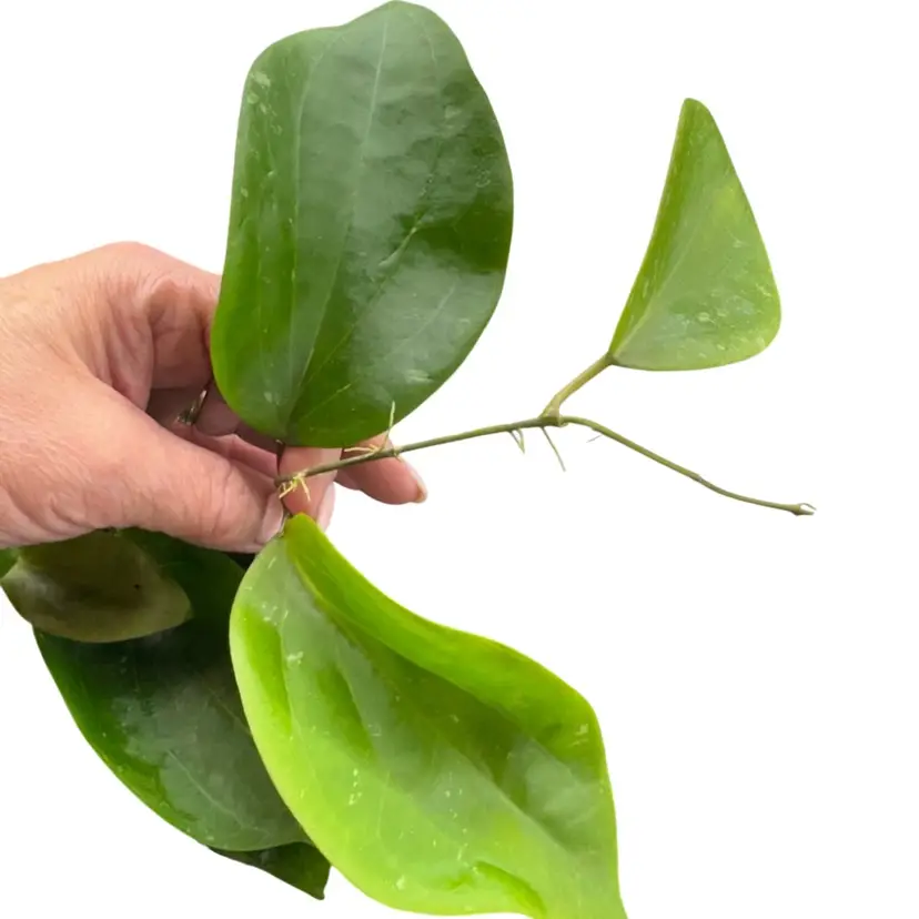 Sweet Shalina (deleinorium x penthaplabia)