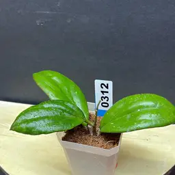 312 3 ‘Indigo’ Noelle x unknown