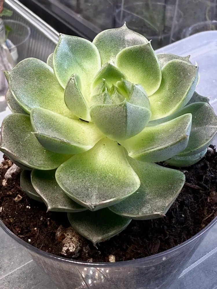 Echeveria Snowball
