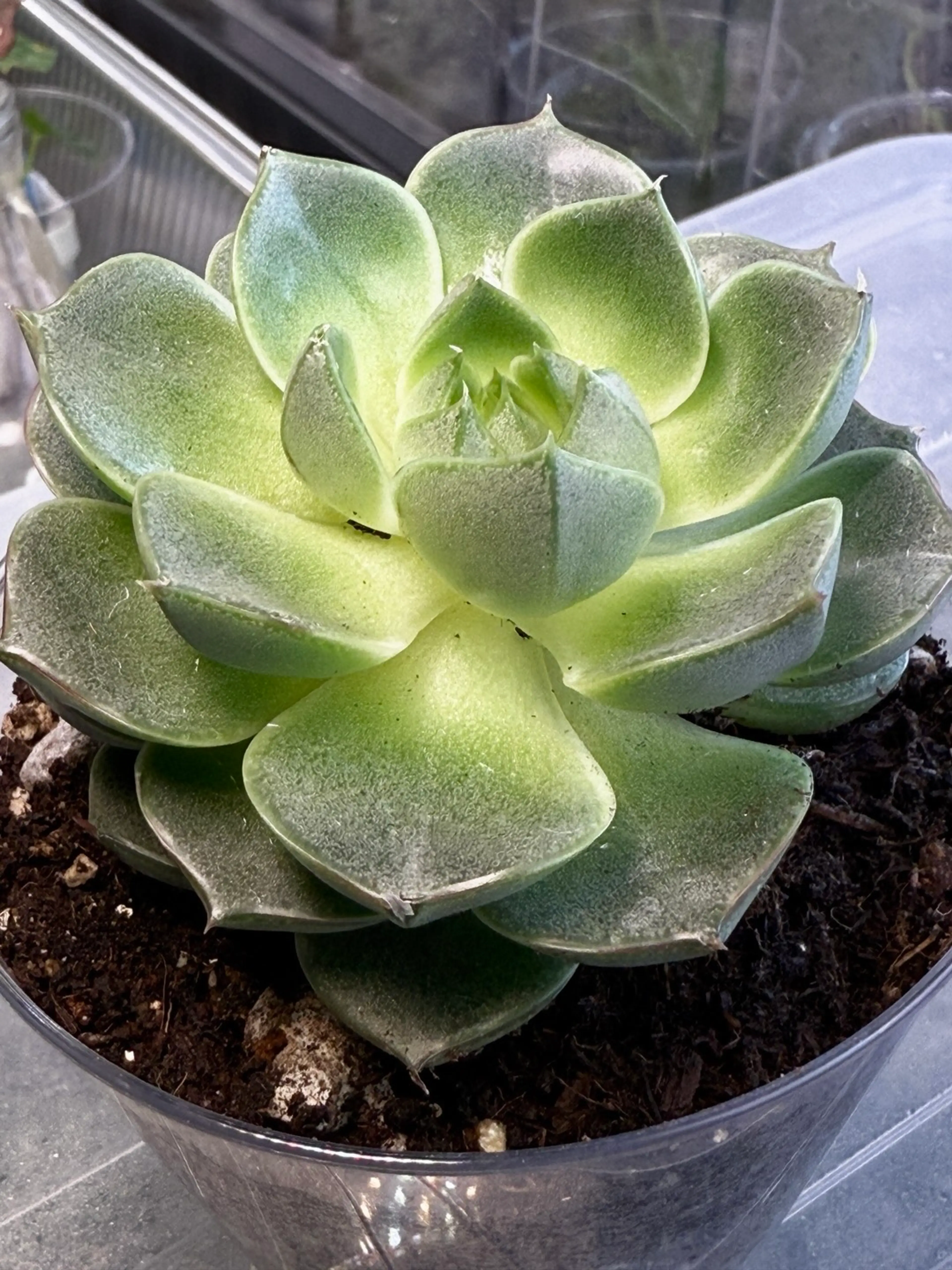 Echeveria Snowball