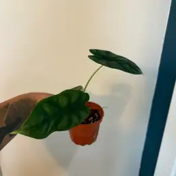 Alocasia Dragon Scale