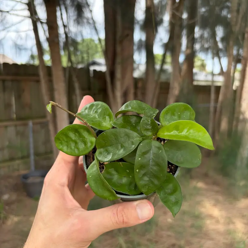Hoya Krinkle 8