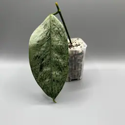 Hoya Coriacea super Splashy