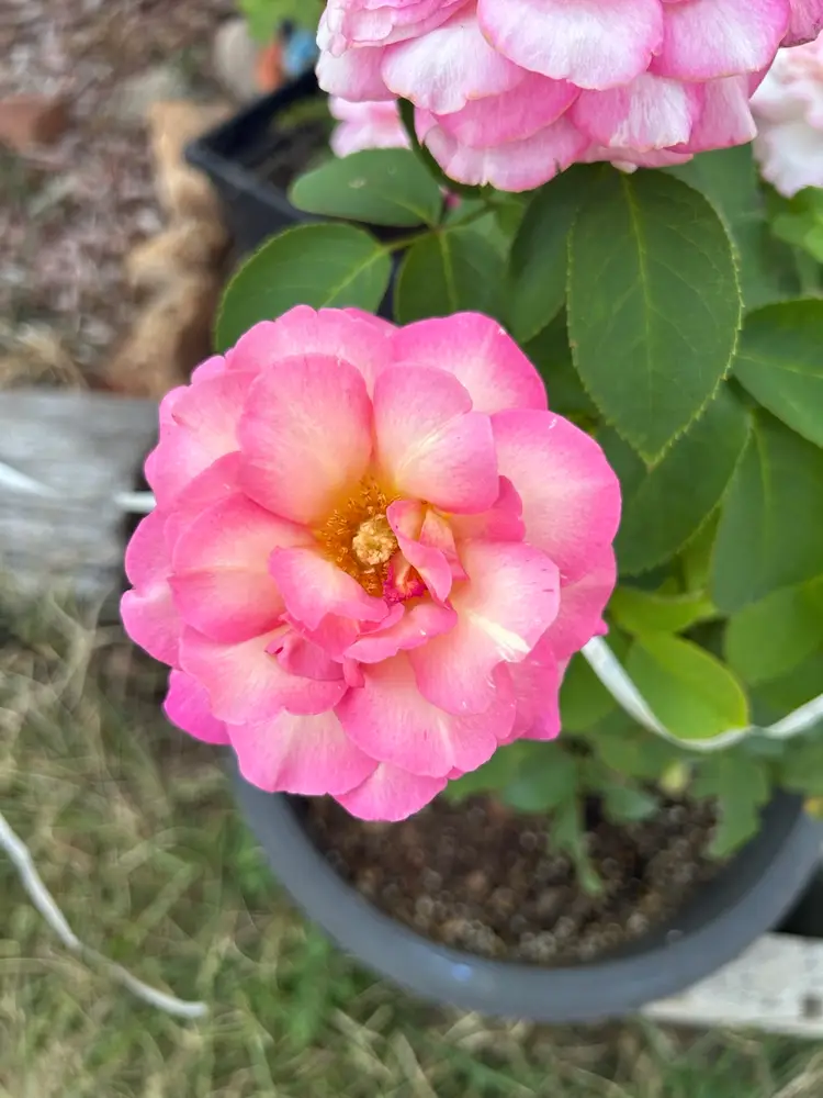 Sorting Jewelry, Keychains And More $3 Starts