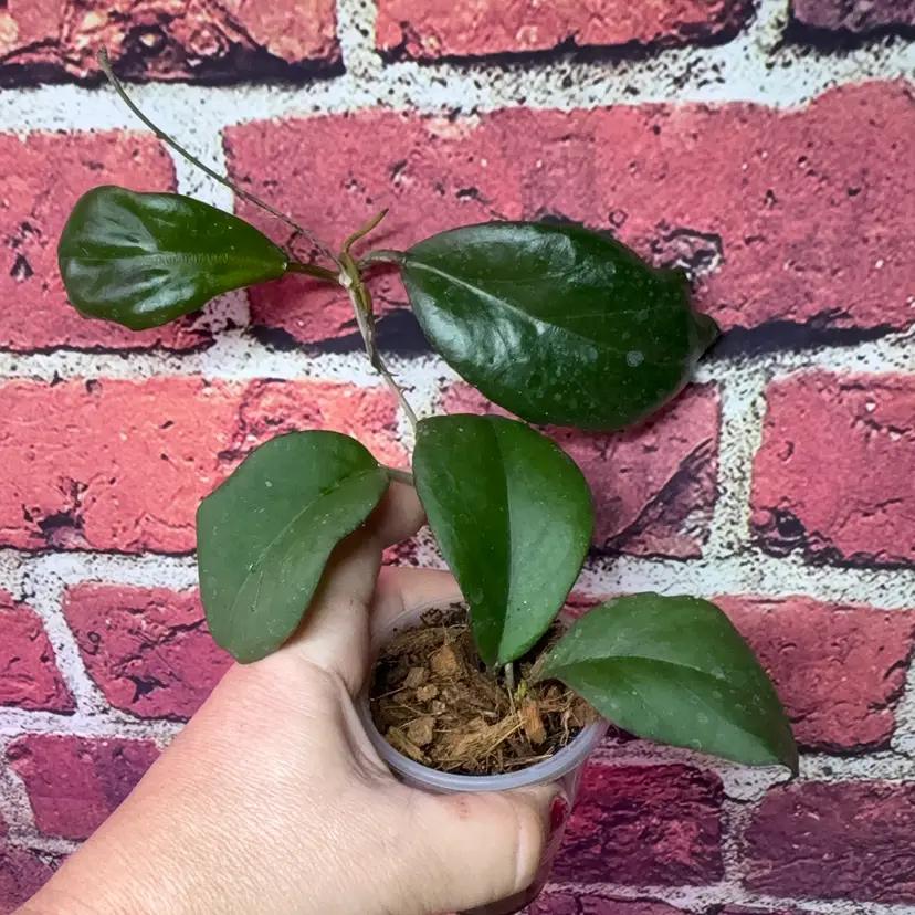 RHM 24164
hoya bauensis fka Sp Kast x unk